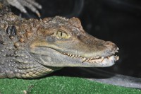 /album/zoostv/krokodil-jpg/