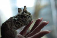 /album/zoostv/degu-jpg/