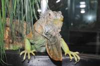 /album/zoostv/iguana-jpg/
